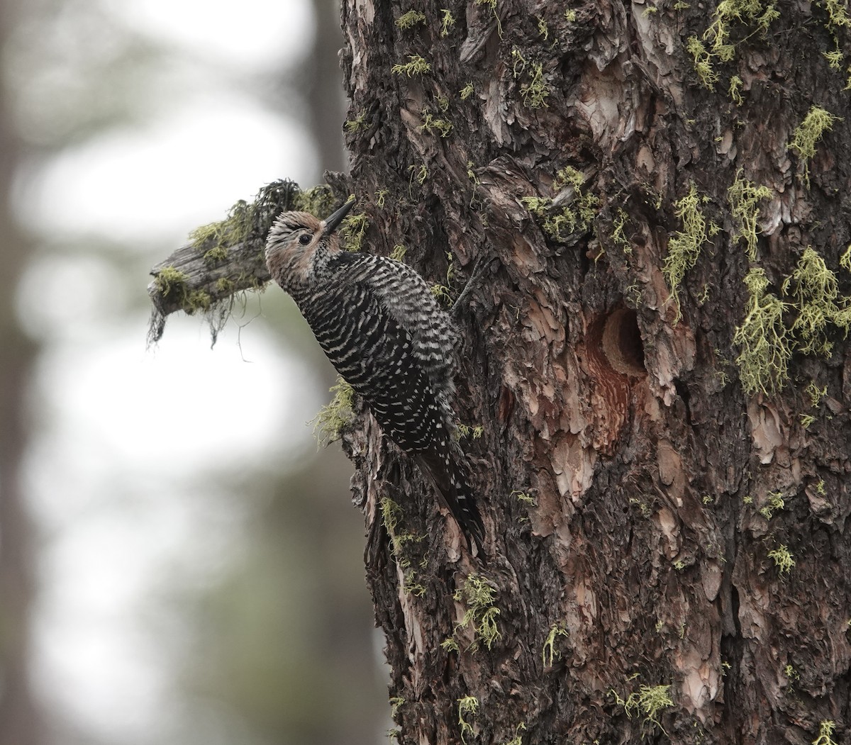 Williamson's Sapsucker - dave koehler