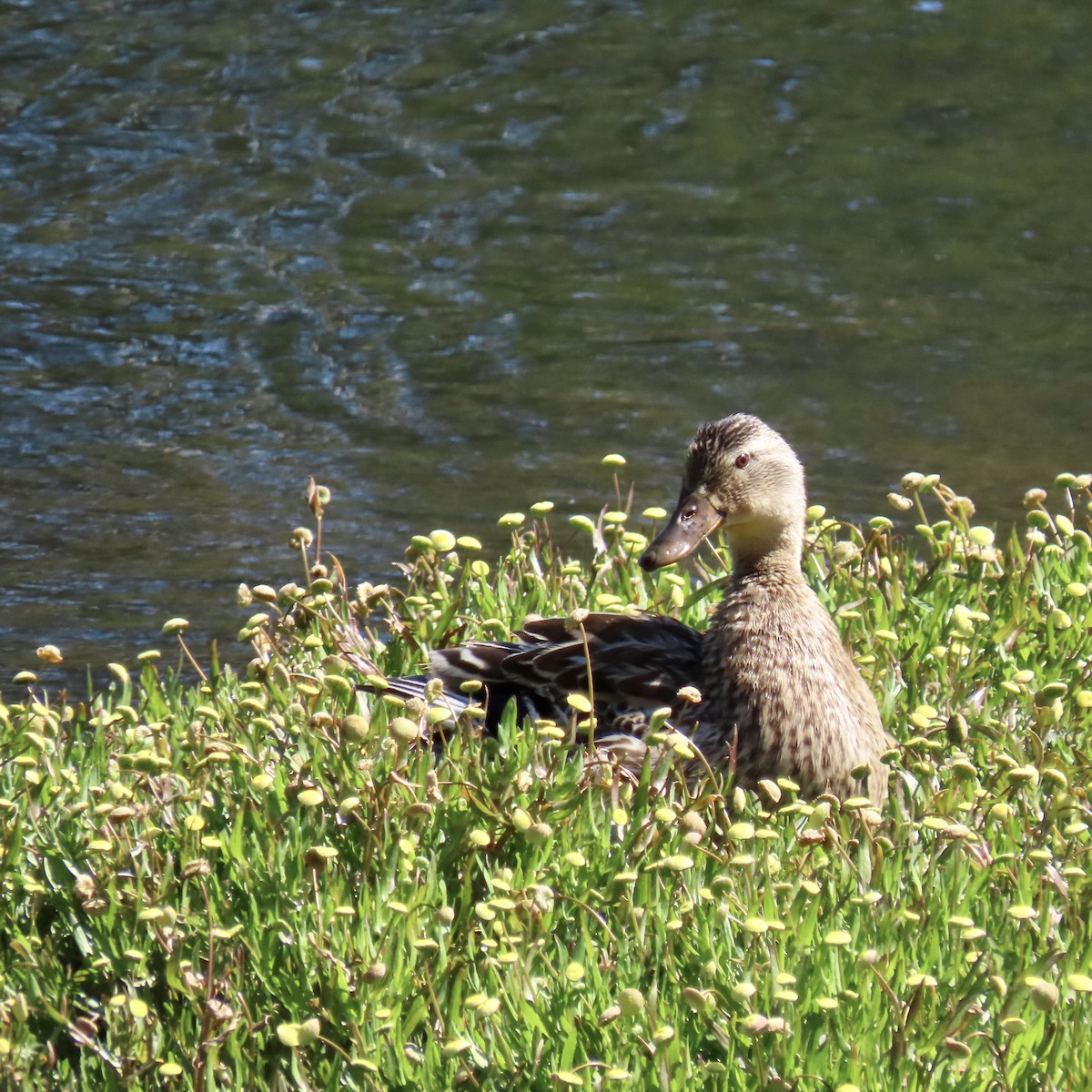 Mallard - George Chrisman