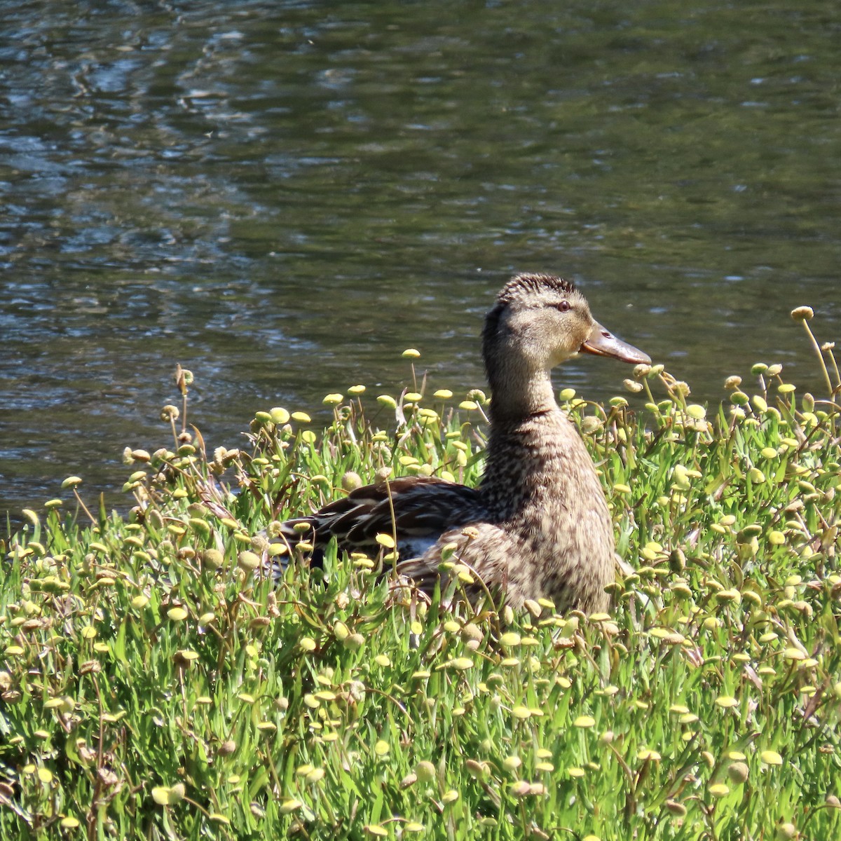 Mallard - ML619514427