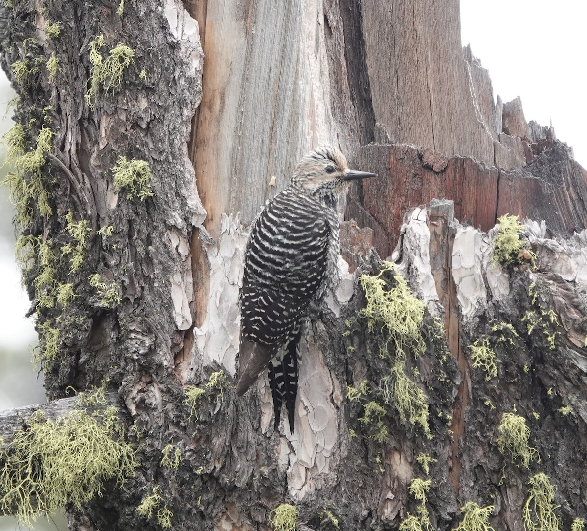 Williamson's Sapsucker - dave koehler