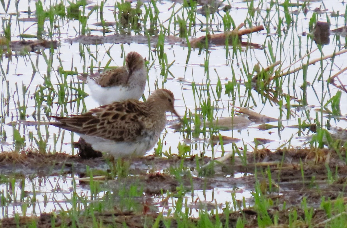 Pectoral Sandpiper - Alfred Scott