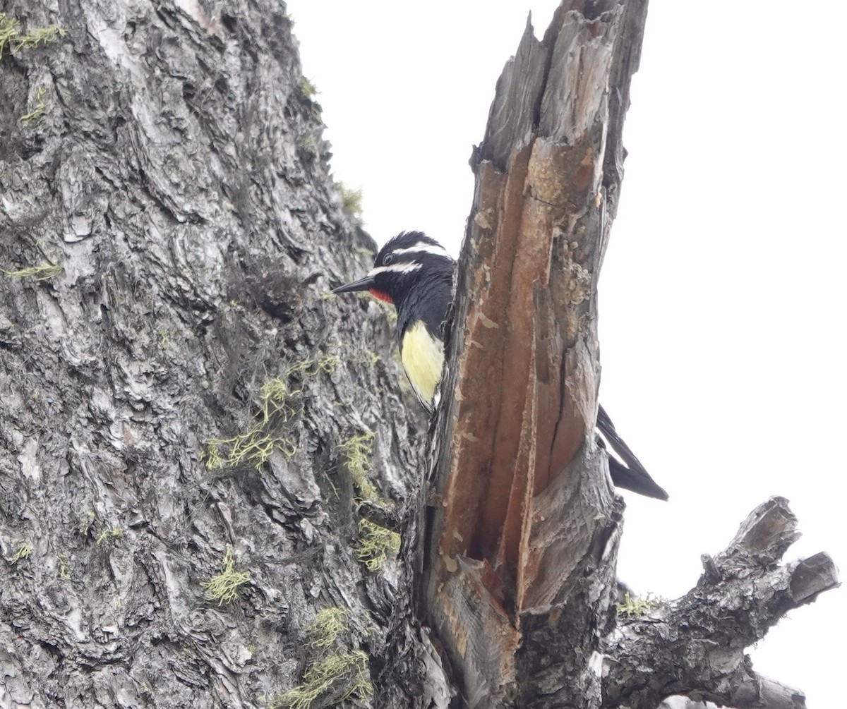 Williamson's Sapsucker - dave koehler