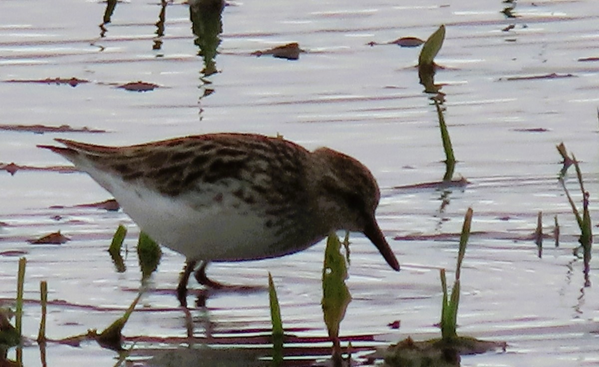 Semipalmated Sandpiper - Alfred Scott