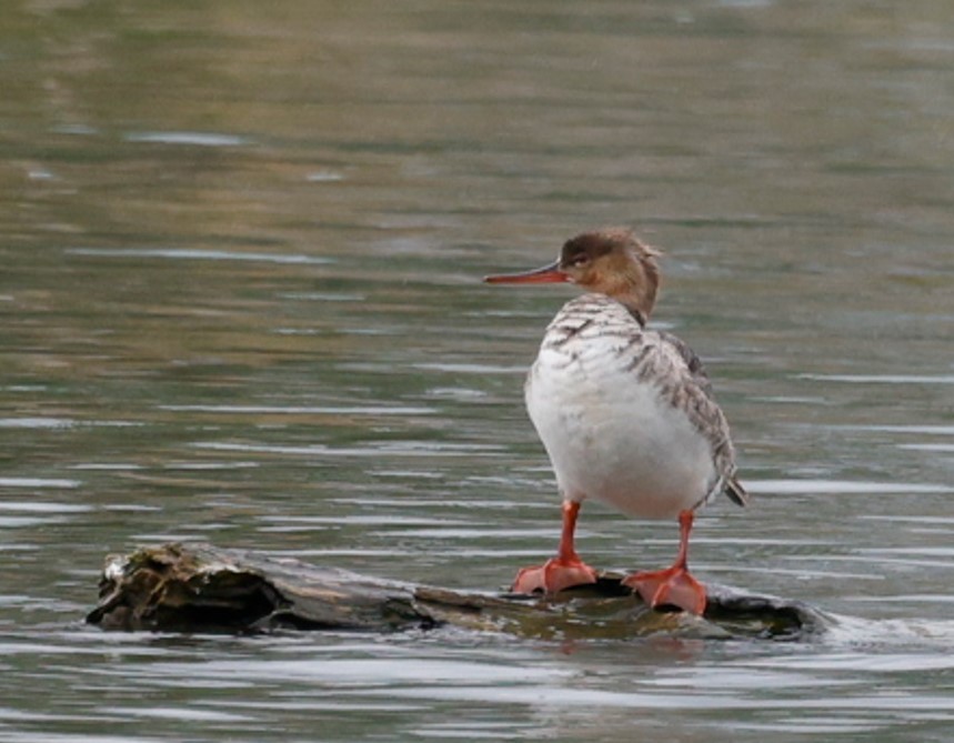 Red-breasted Merganser - Jennyq Fu