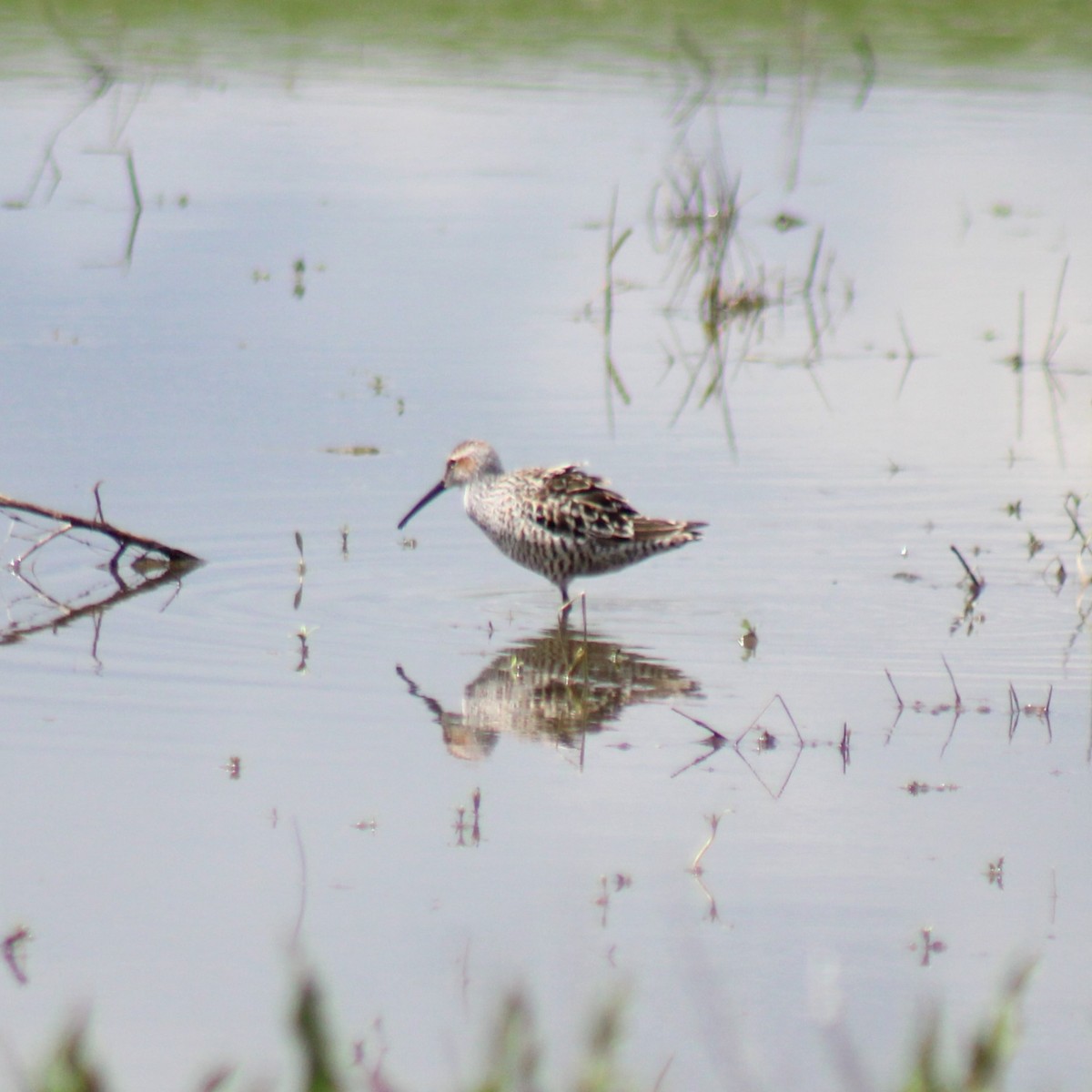 Stilt Sandpiper - Nate Peterson