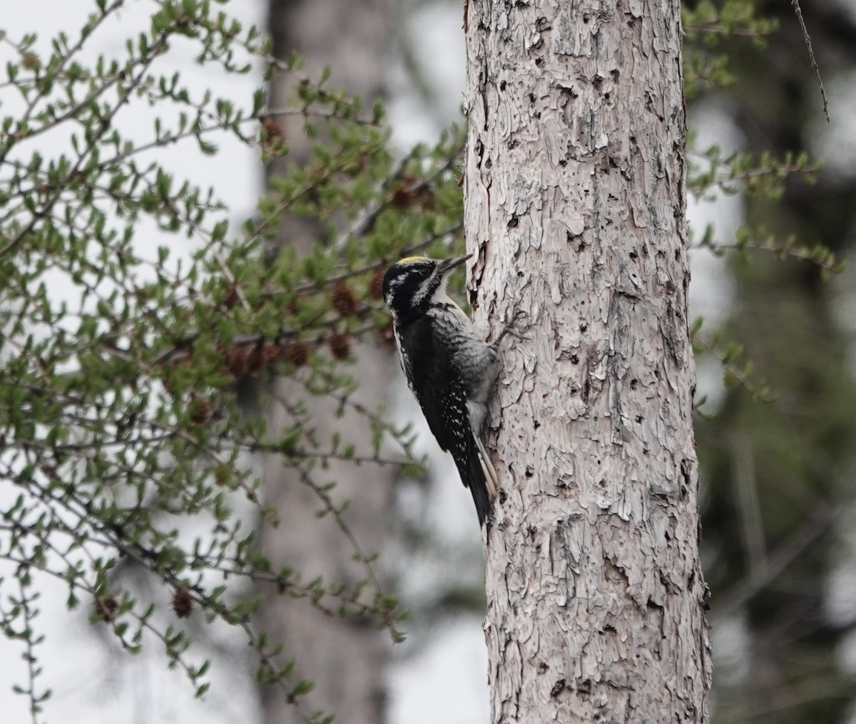 American Three-toed Woodpecker - ML619514441