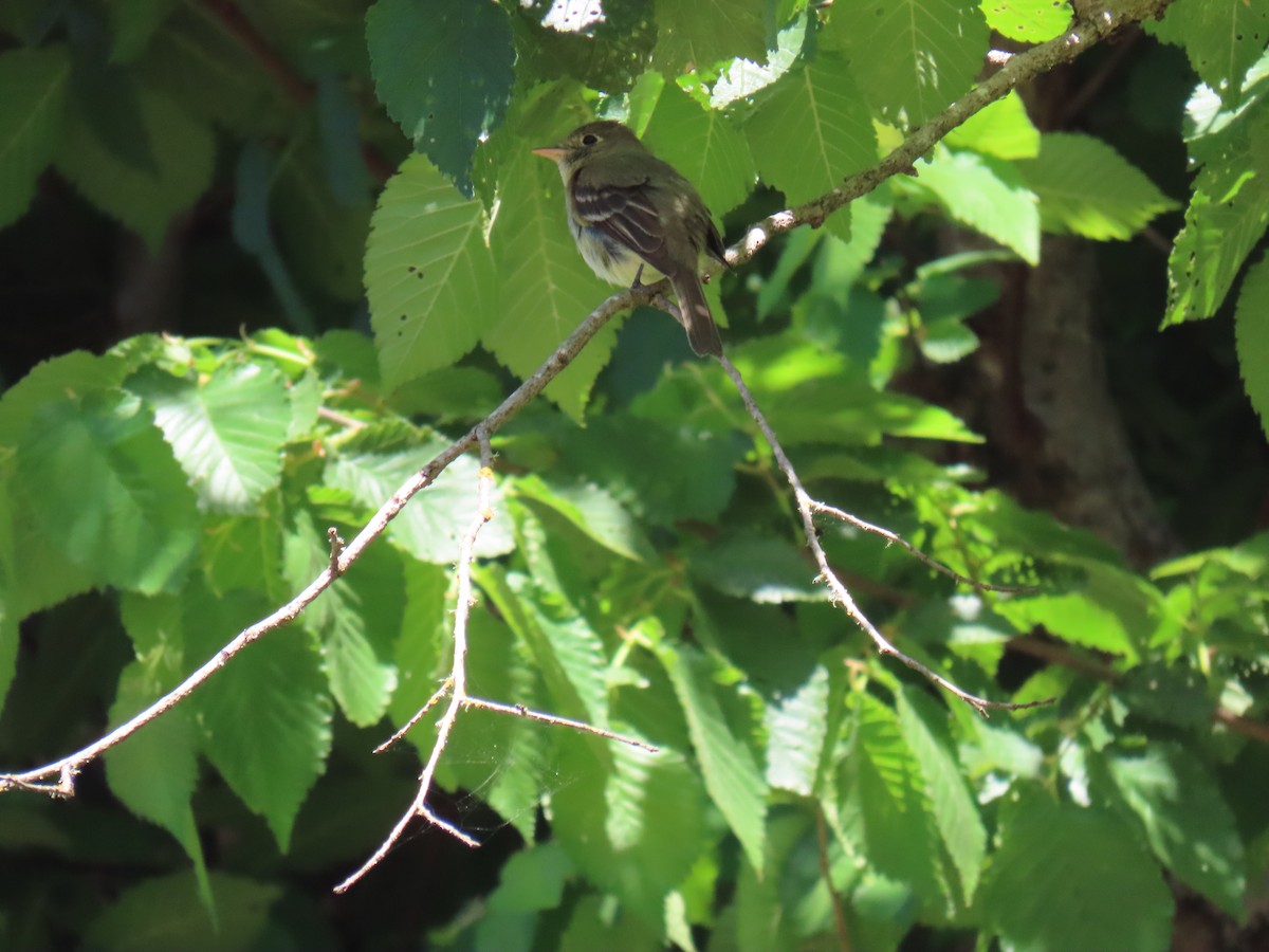 Western Flycatcher (Pacific-slope) - Erica Rutherford/ John Colbert