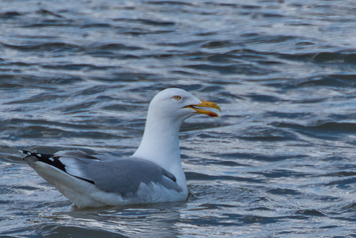 Herring Gull - Donald Fullmer