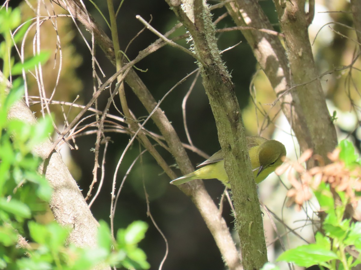 Orange-crowned Warbler - Erica Rutherford/ John Colbert