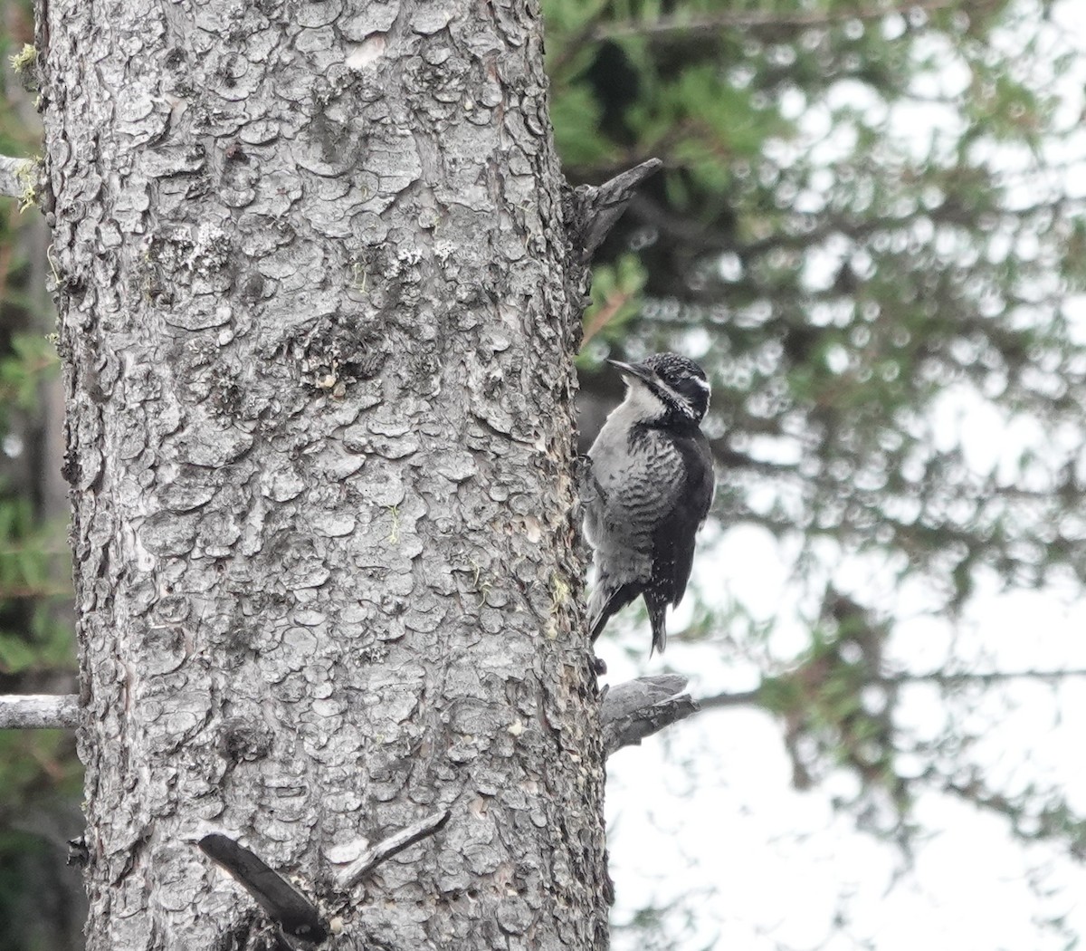 American Three-toed Woodpecker - ML619514452