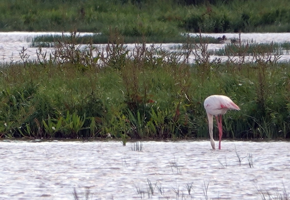 Greater Flamingo - Diane Drobka