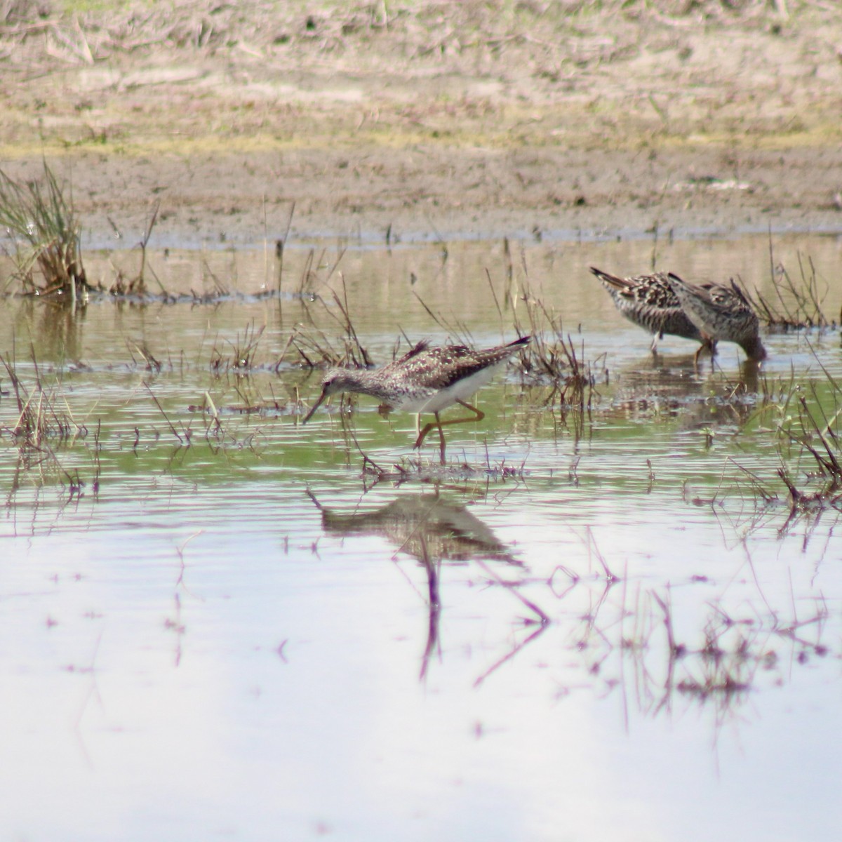 Lesser Yellowlegs - Nate Peterson