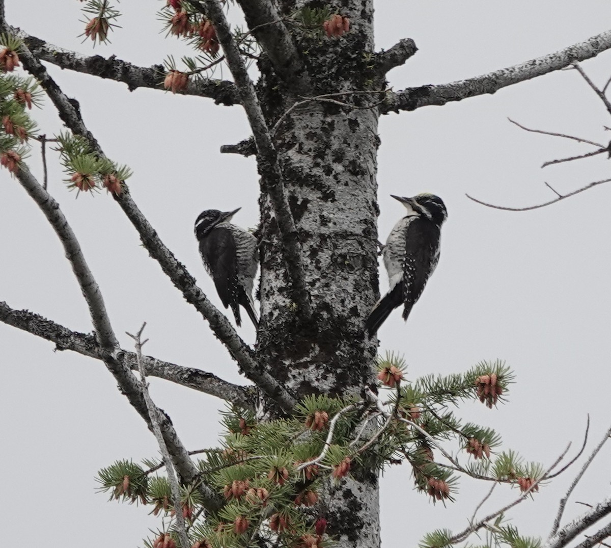 American Three-toed Woodpecker - ML619514470