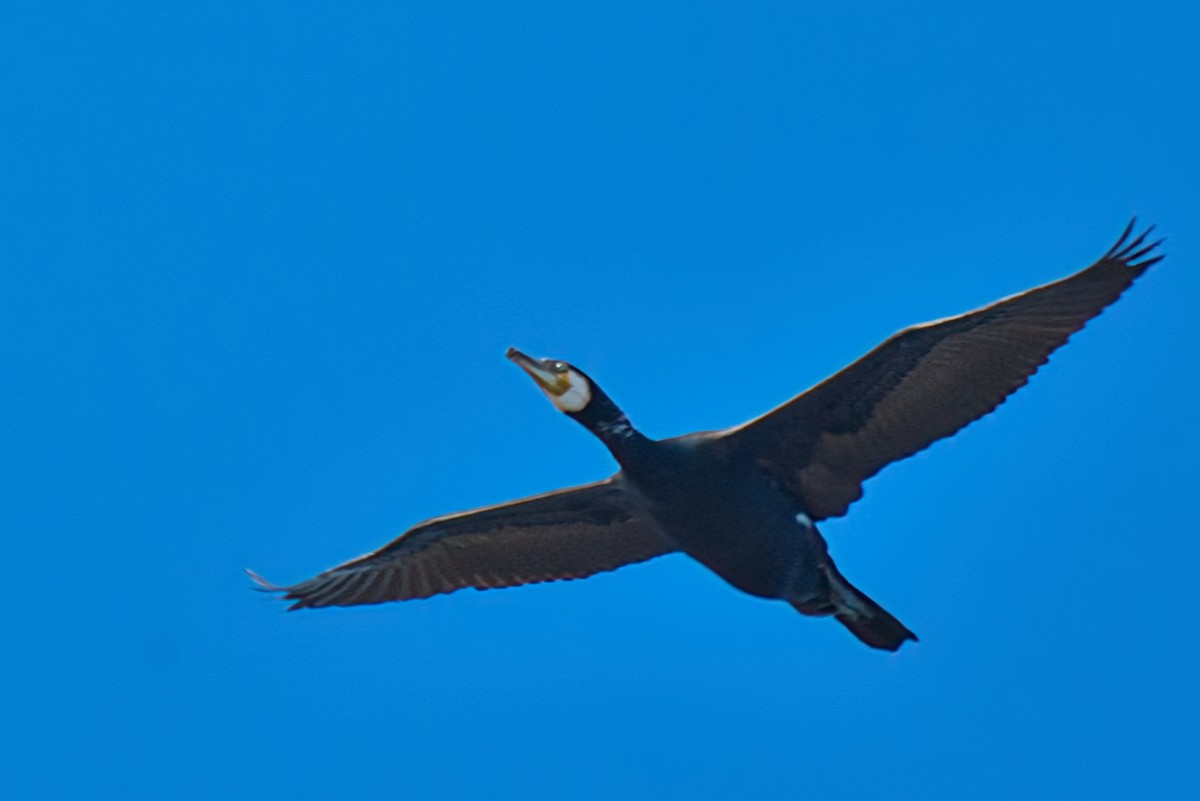 Great Cormorant - Donald Fullmer