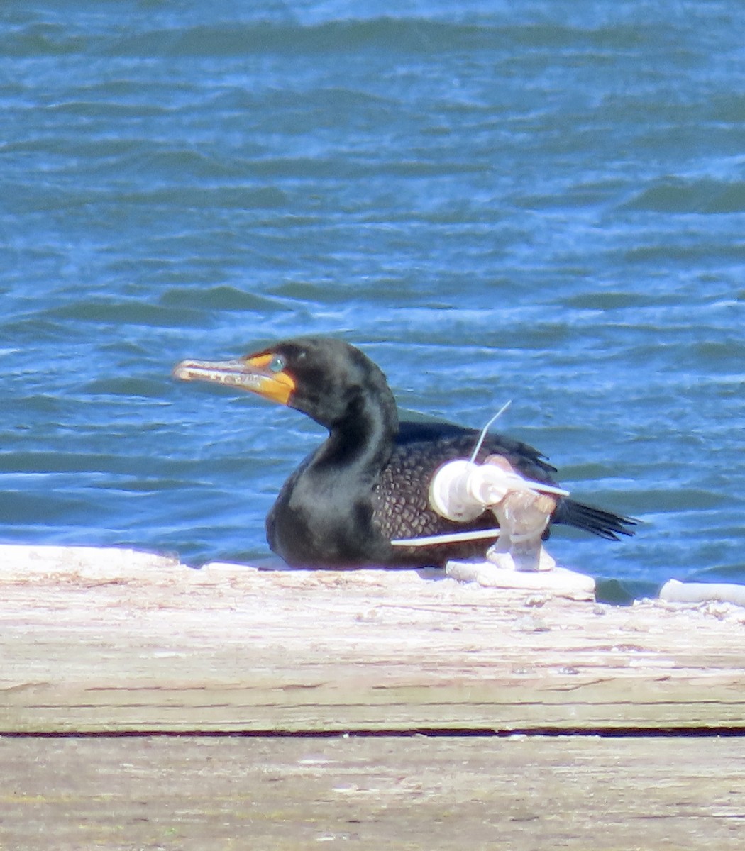 Double-crested Cormorant - George Chrisman