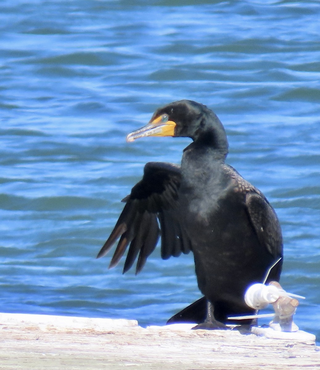 Double-crested Cormorant - George Chrisman