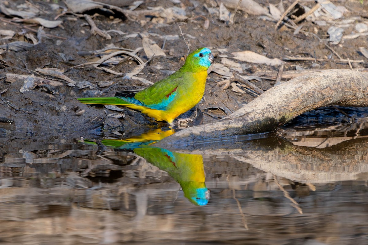 Turquoise Parrot - Claire Watson