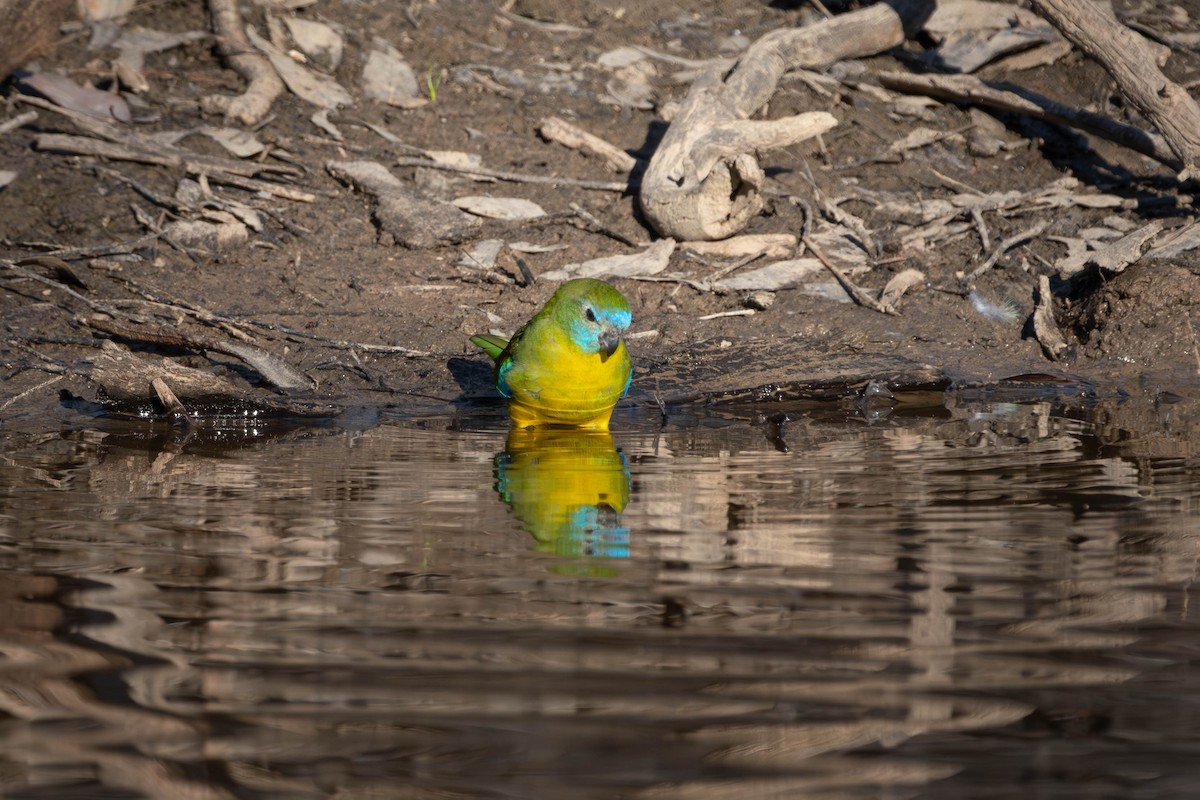 Turquoise Parrot - Claire Watson