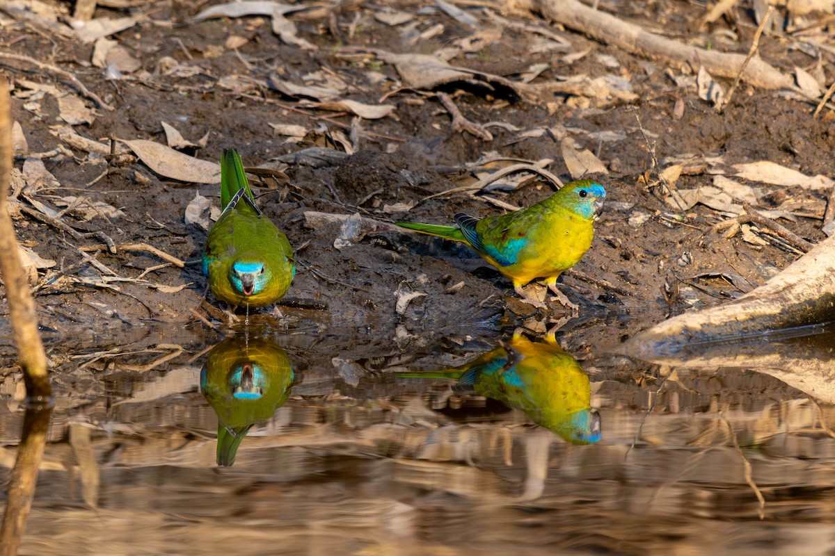 Turquoise Parrot - Claire Watson