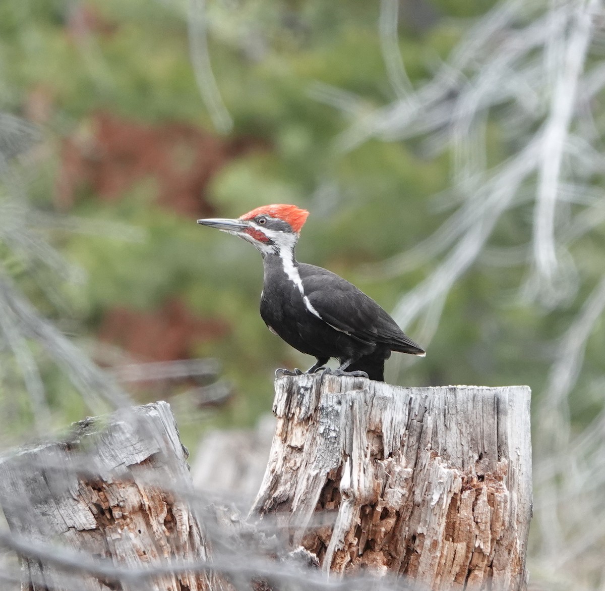 Pileated Woodpecker - dave koehler