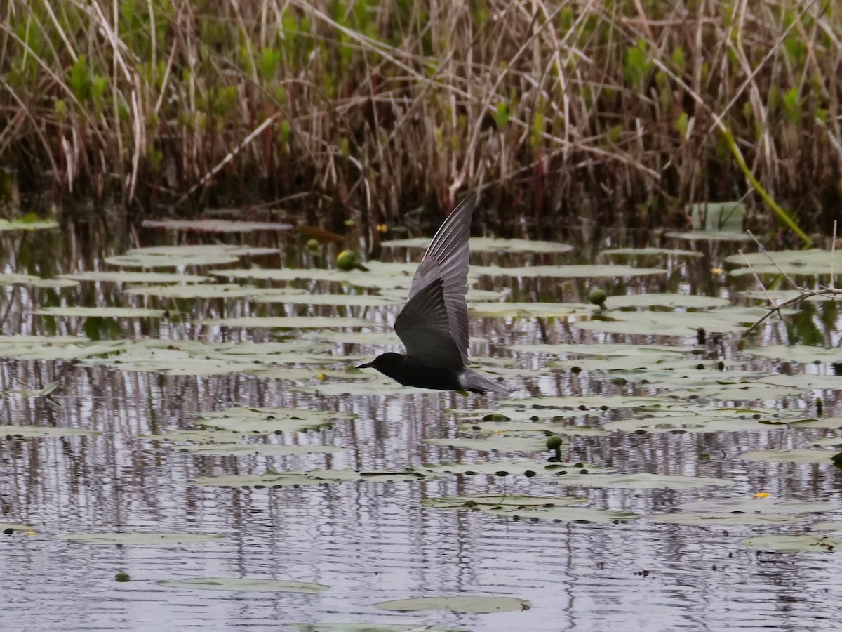 Black Tern - Allan Sharpe