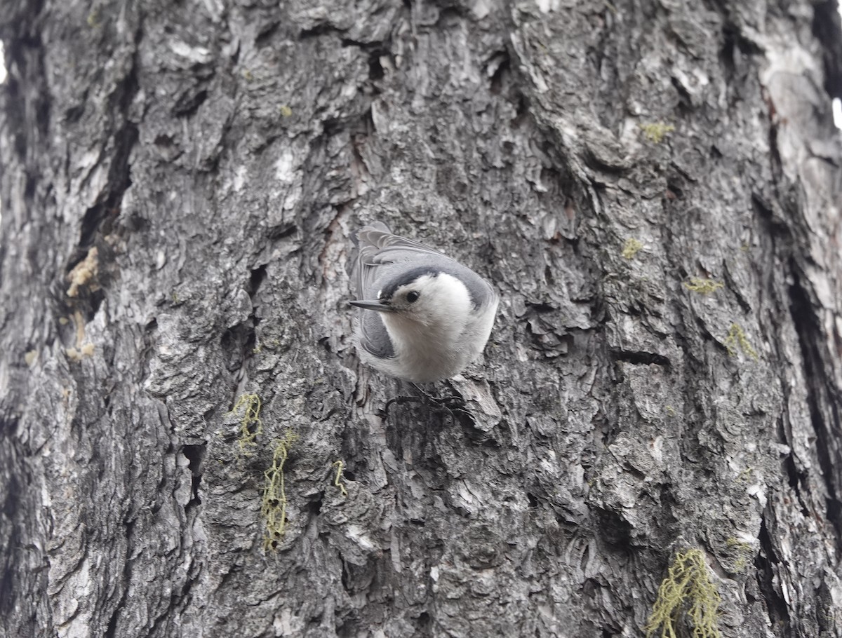 White-breasted Nuthatch - dave koehler