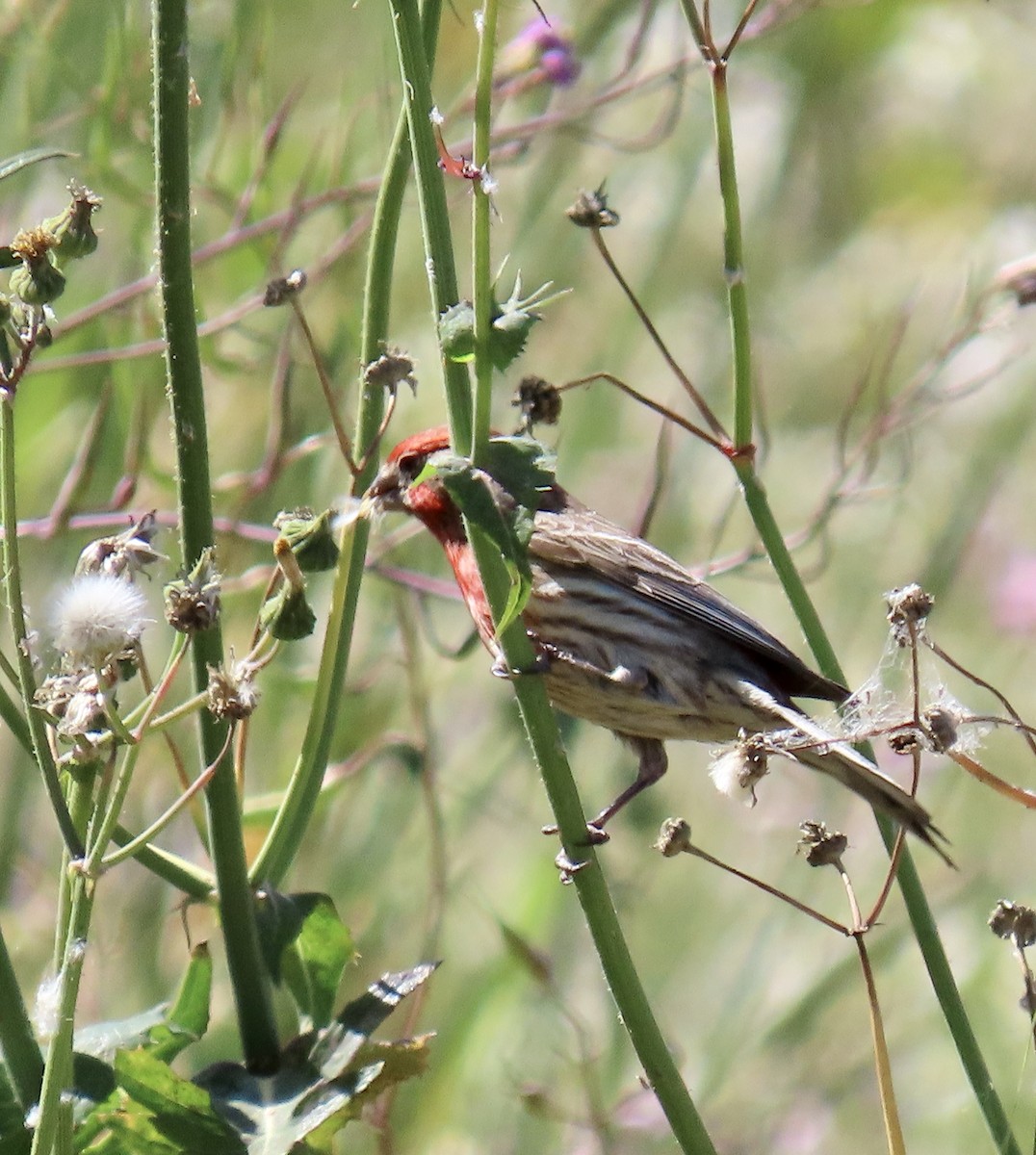 House Finch - George Chrisman