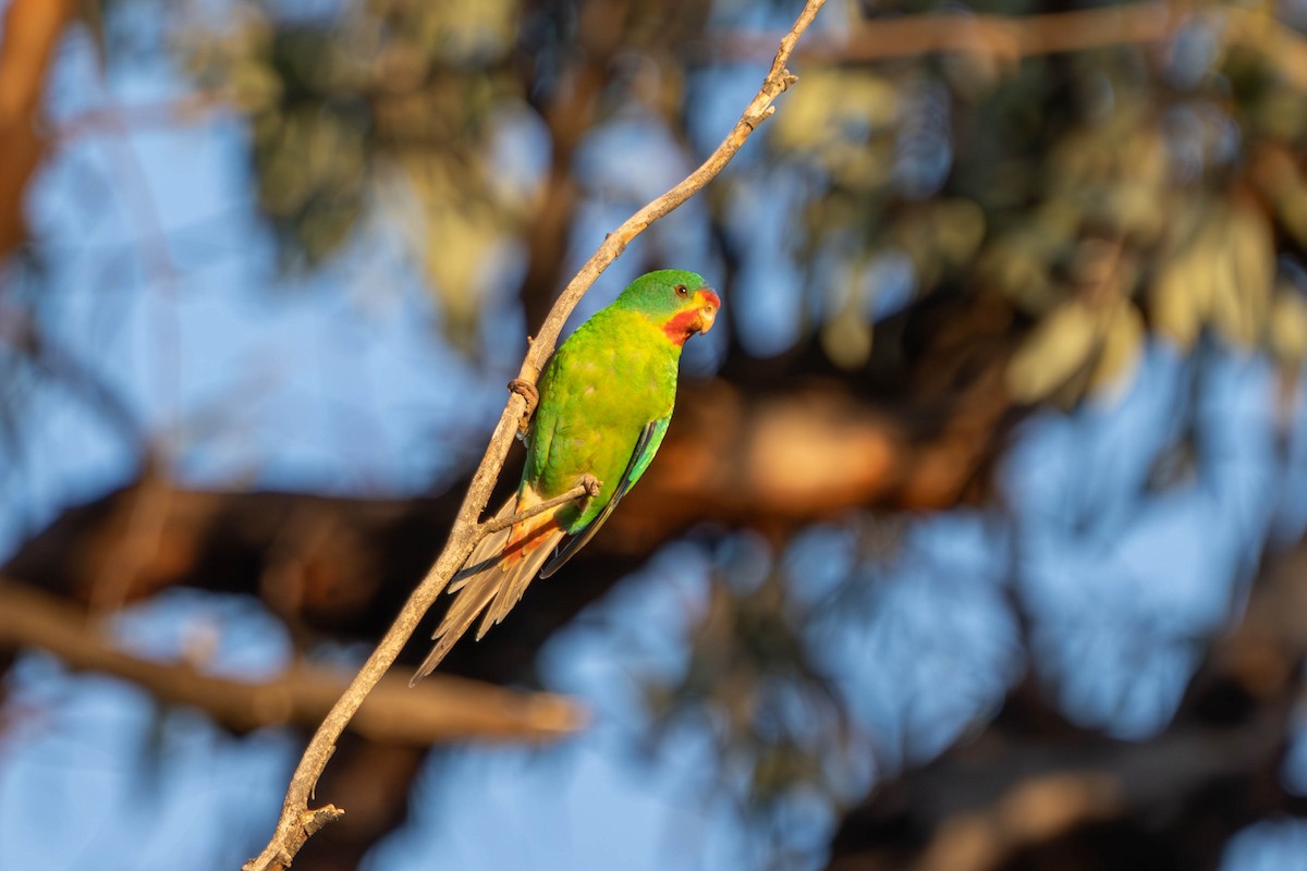 Swift Parrot - Claire Watson