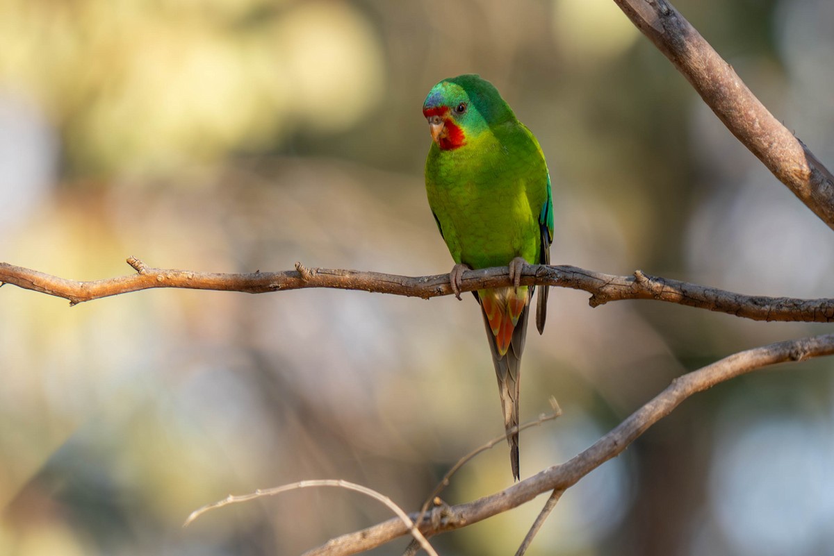 Swift Parrot - Claire Watson