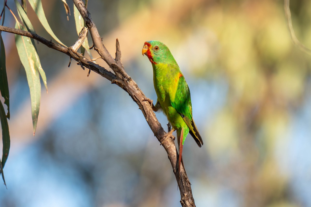 Swift Parrot - Claire Watson