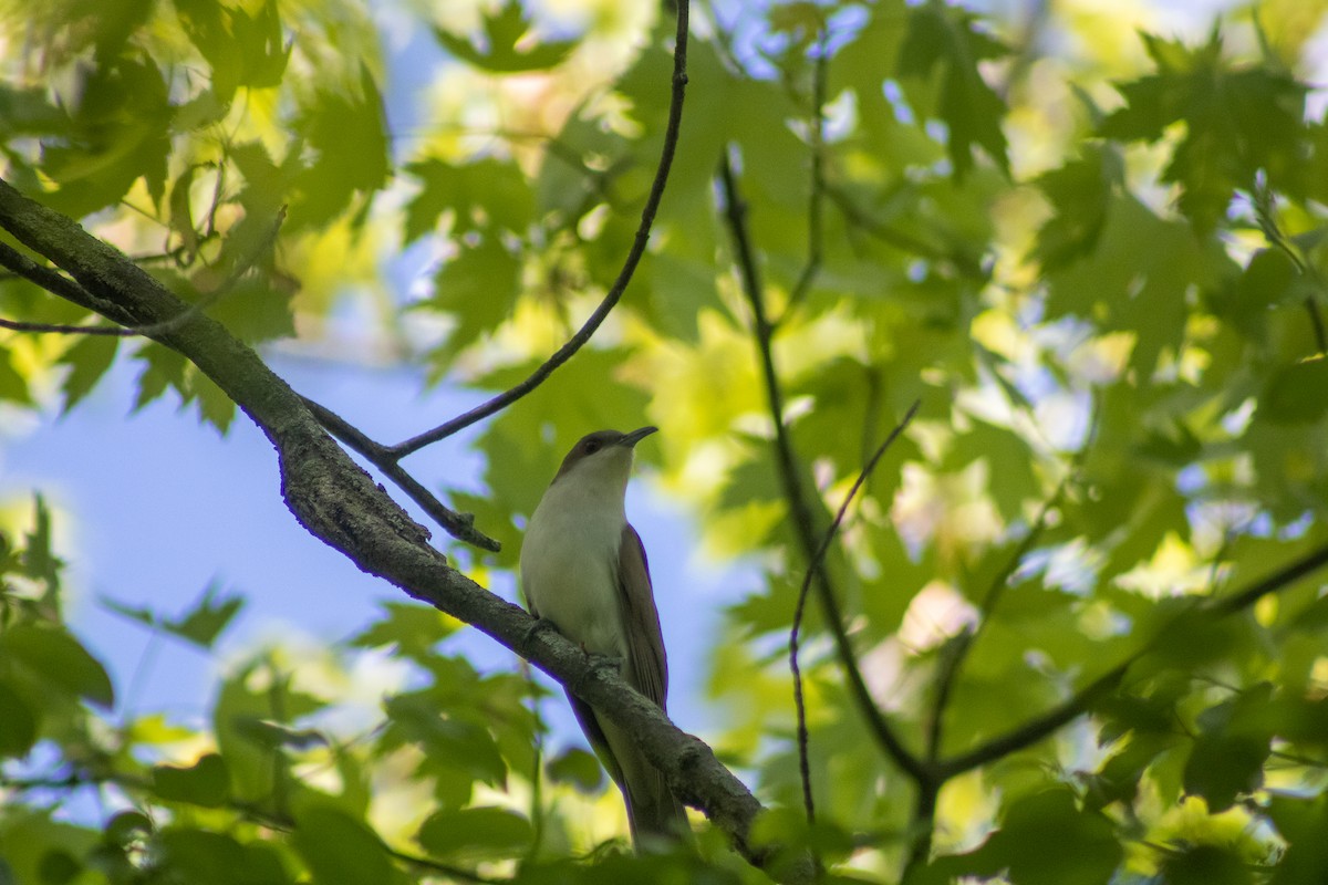 Black-billed Cuckoo - ML619514504