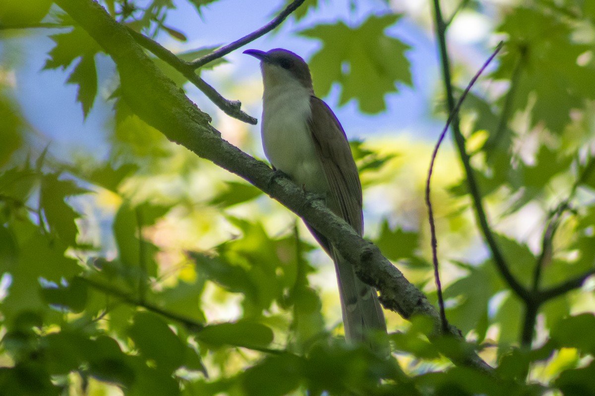 Black-billed Cuckoo - Sergio Leyva