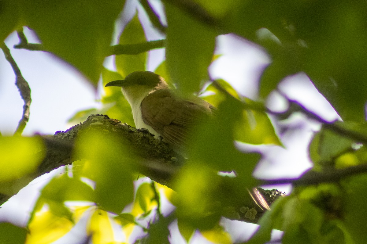 Black-billed Cuckoo - Sergio Leyva