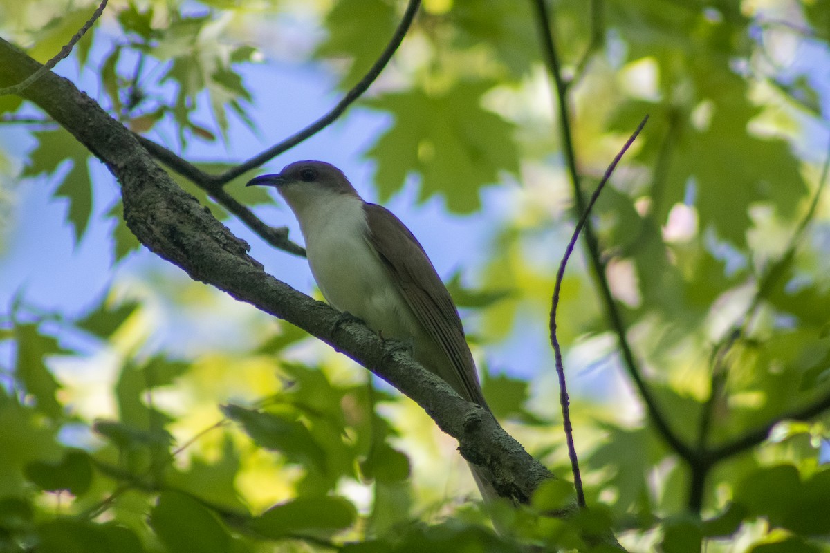 Black-billed Cuckoo - ML619514508