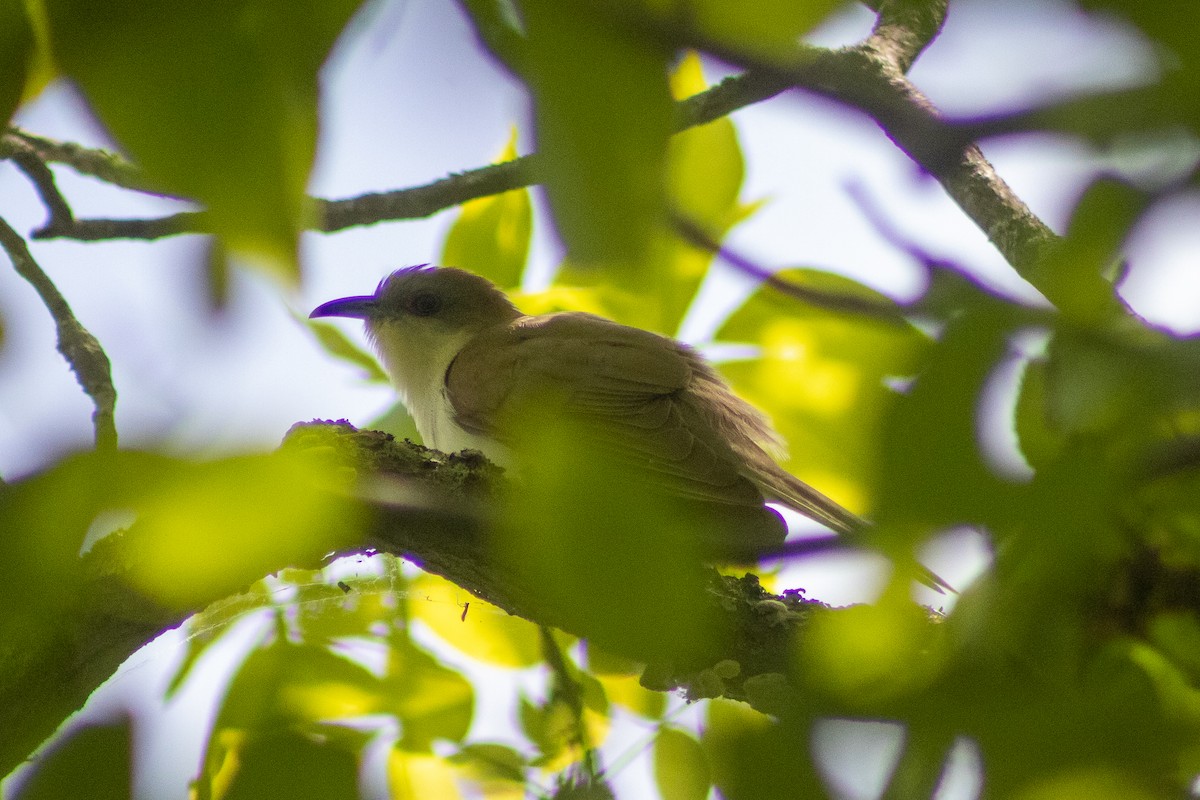 Black-billed Cuckoo - Sergio Leyva