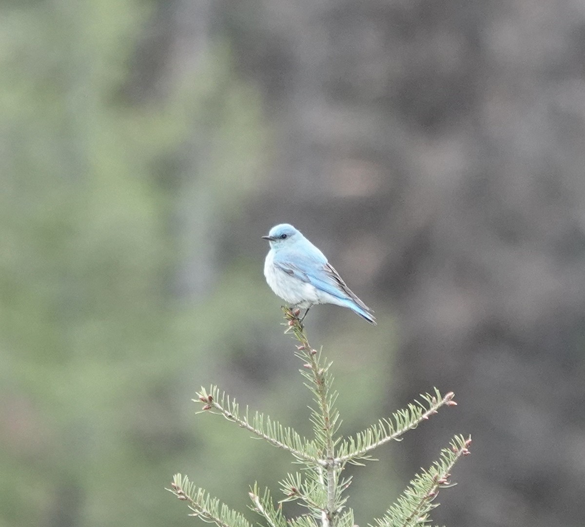 Mountain Bluebird - dave koehler