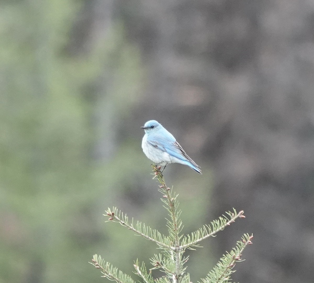 Mountain Bluebird - ML619514510