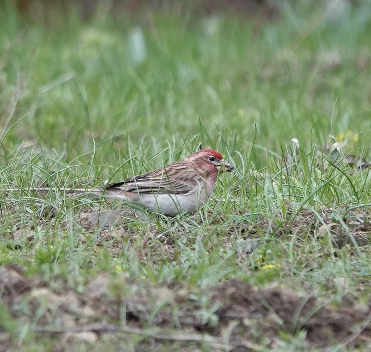 Cassin's Finch - dave koehler