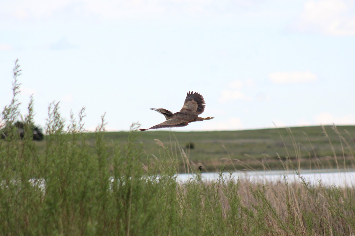 American Bittern - Nate Peterson