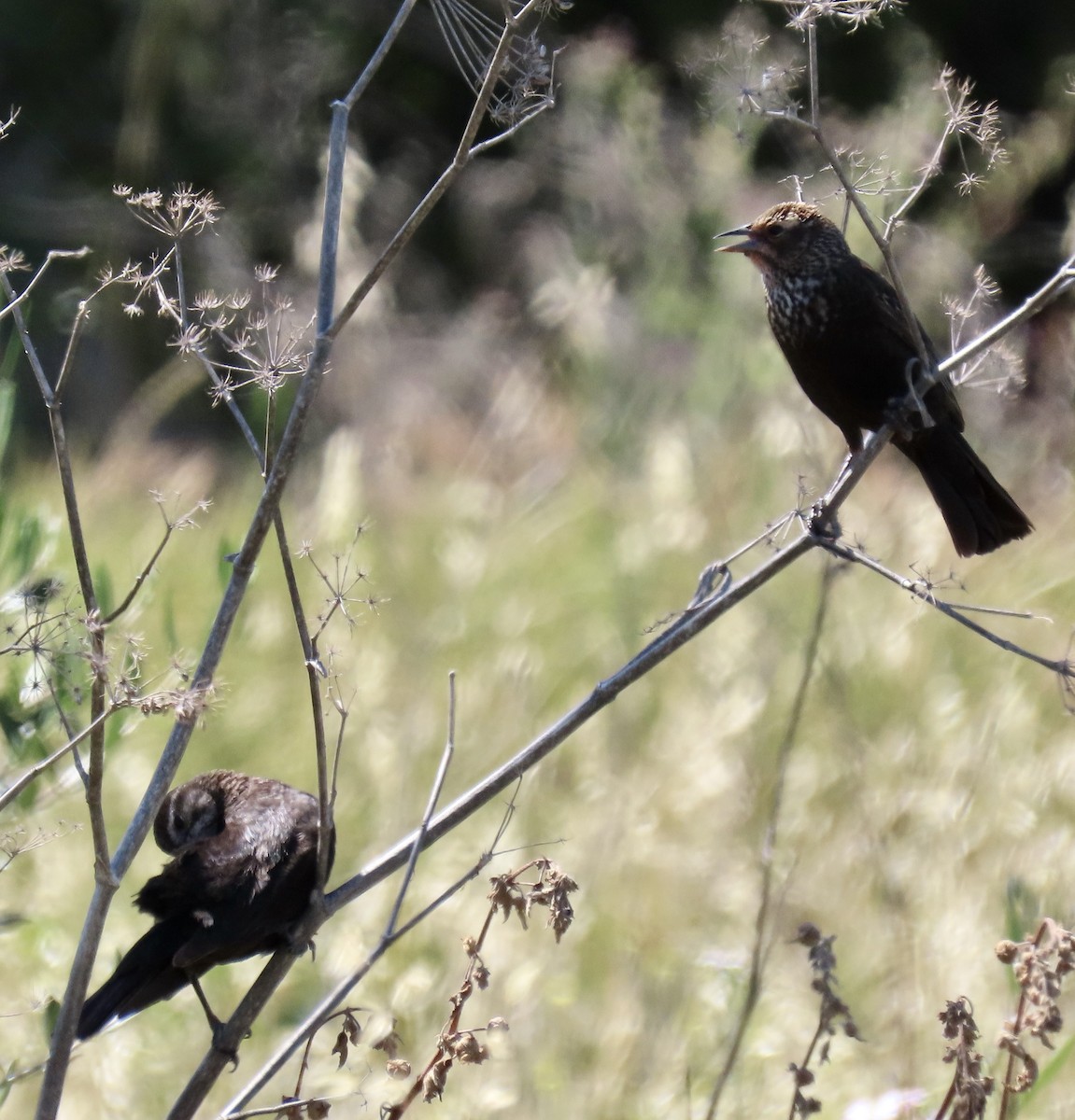 Red-winged Blackbird (California Bicolored) - George Chrisman