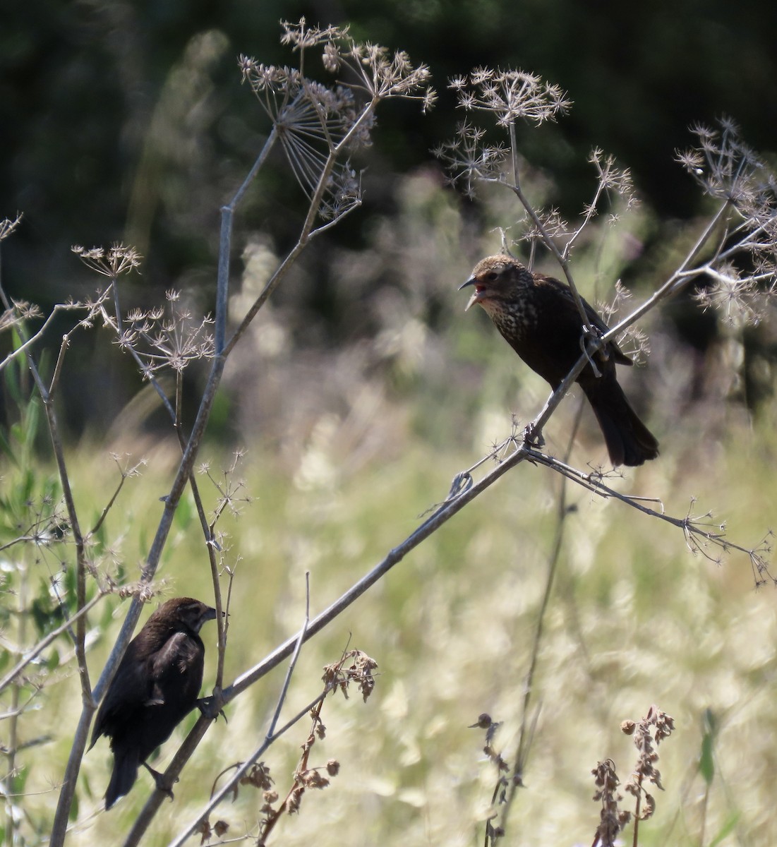 Red-winged Blackbird (California Bicolored) - George Chrisman