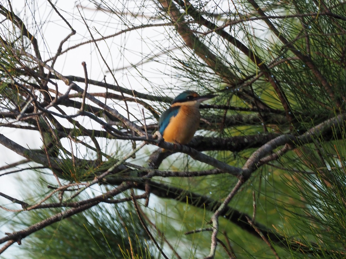 Sacred Kingfisher - Todd Deininger