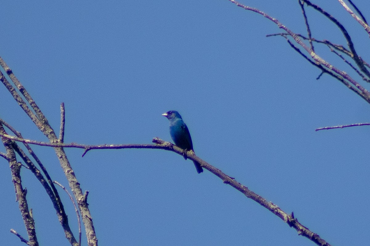 Indigo Bunting - Sergio Leyva