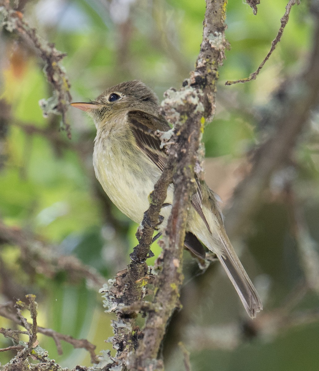 Western Flycatcher - Colin McGregor