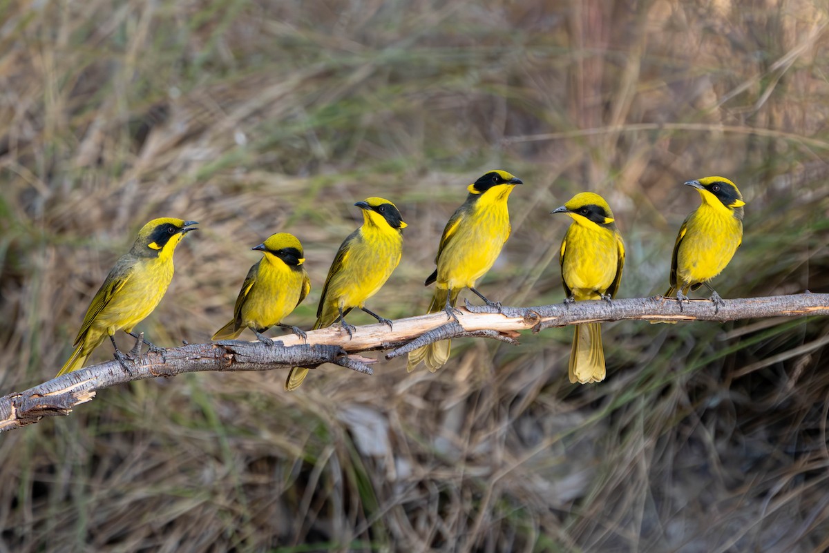 Yellow-tufted Honeyeater - Claire Watson