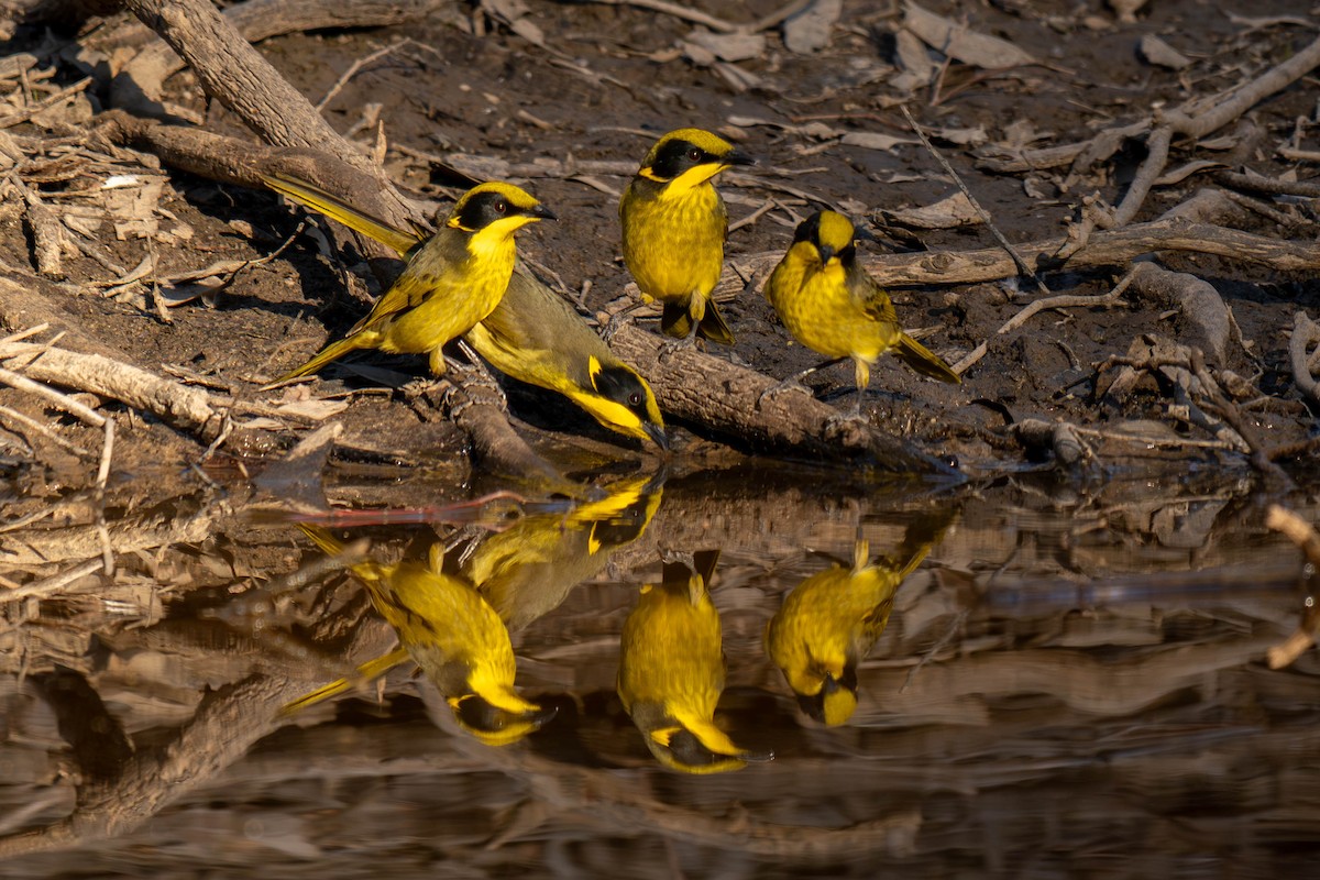 Yellow-tufted Honeyeater - Claire Watson