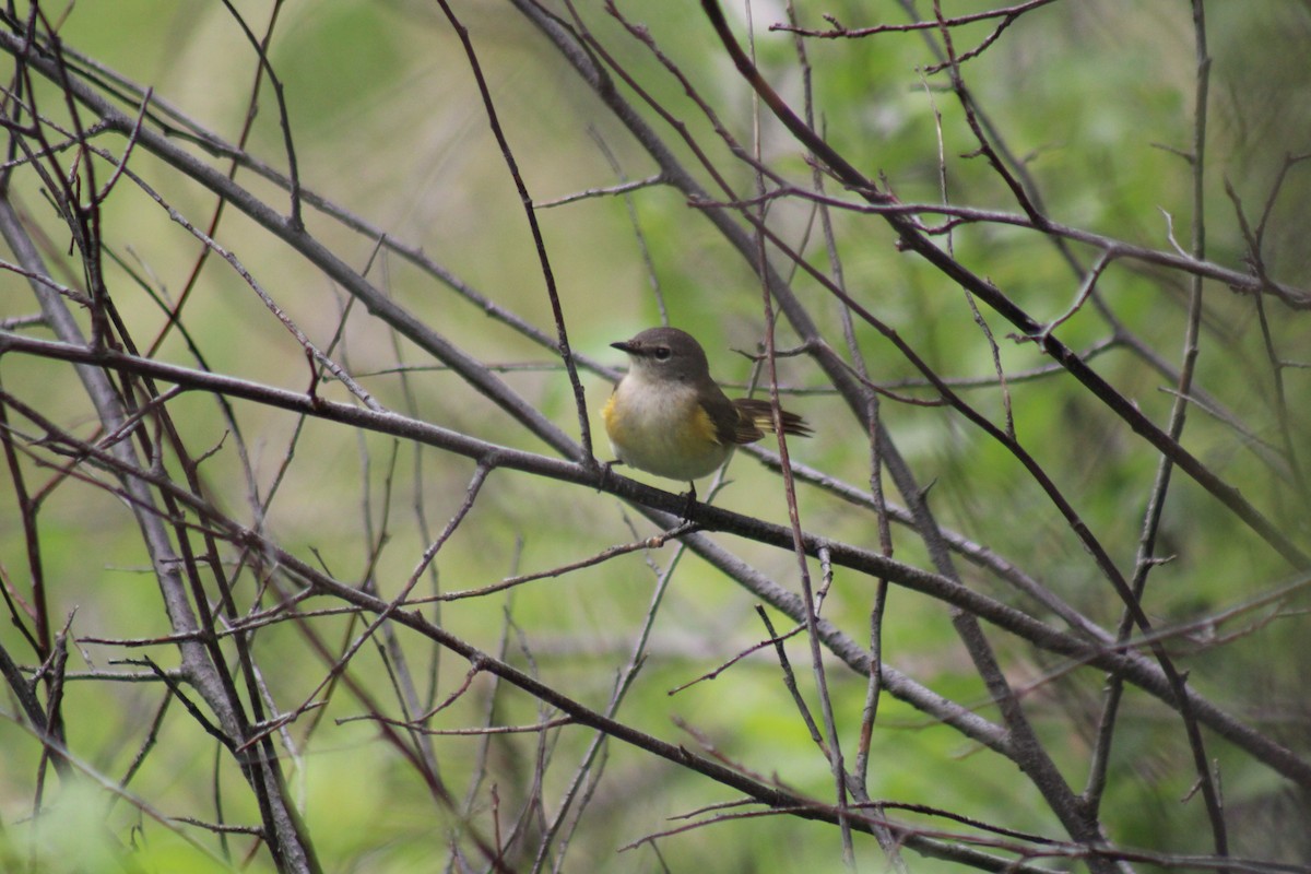 American Redstart - Nate Peterson