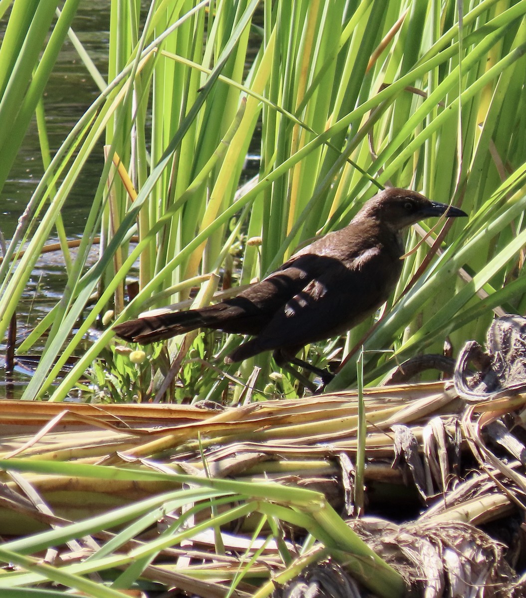 Great-tailed Grackle - George Chrisman