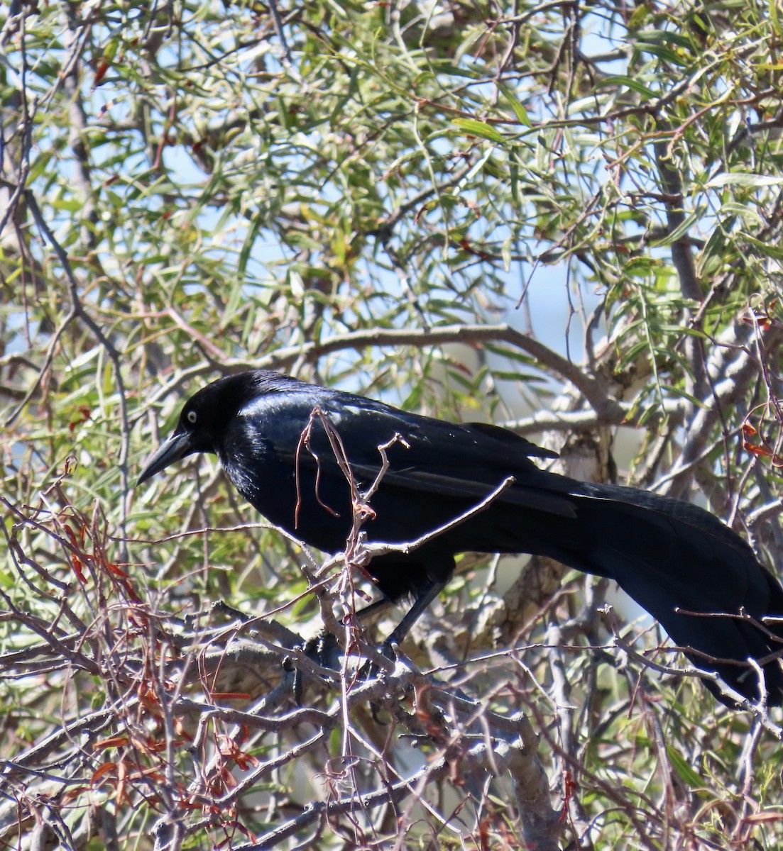 Great-tailed Grackle - George Chrisman
