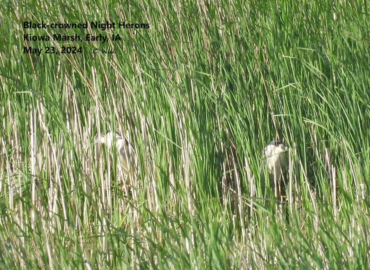 Black-crowned Night Heron - Clayton Will